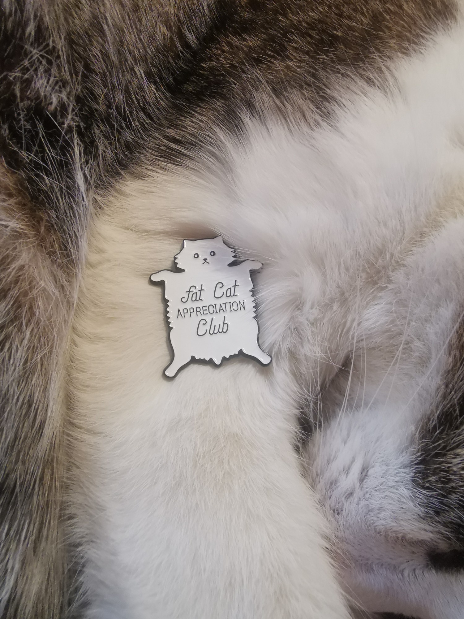 A Fat Cat Appreciation Club pin on the fur of a cat